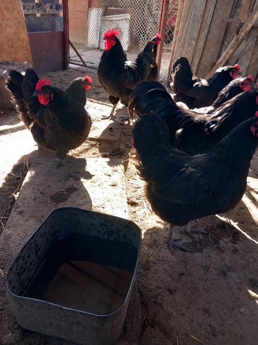 Ouă de incubat Australop
