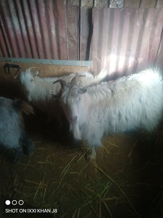 Продам козы Ешки