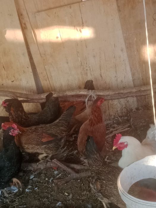 Продам куры продам