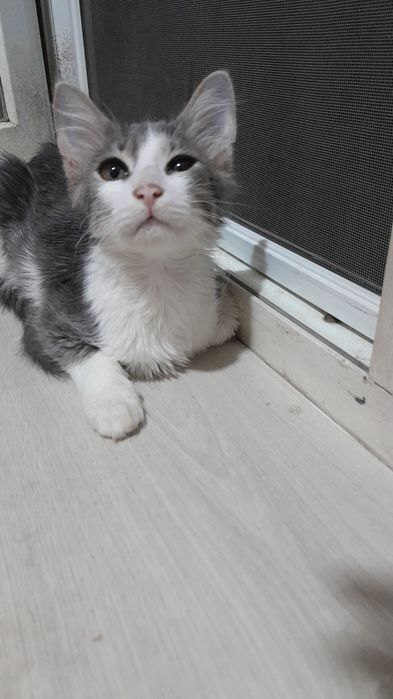 Отдам    даром   котика