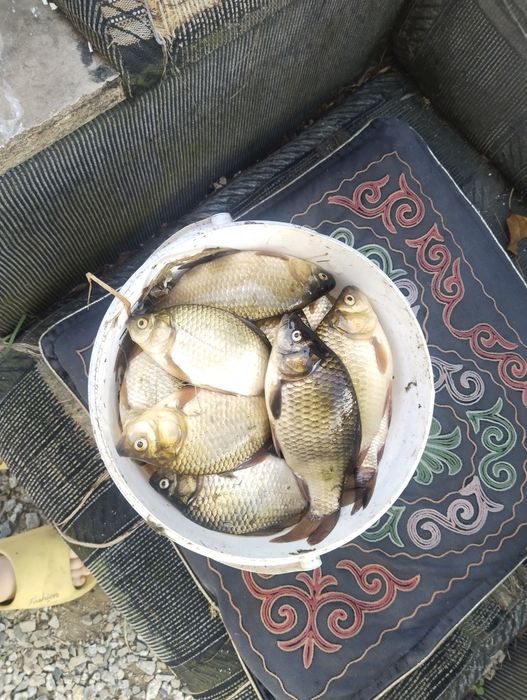 Карась продам за 1500