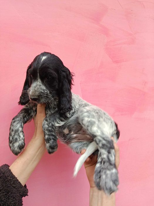 Продам щенка русский охотничий спаниель.