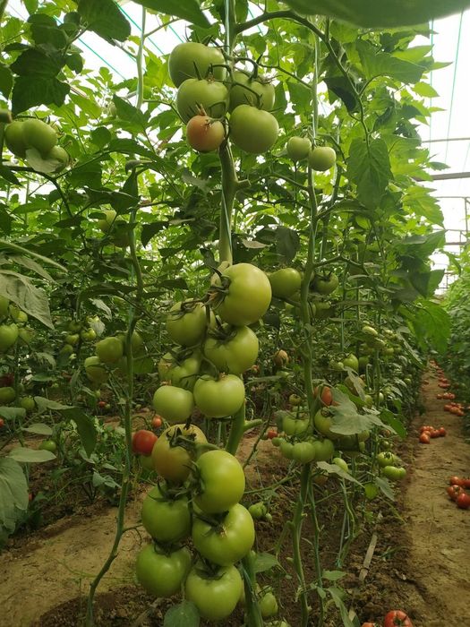 Oliy navli F1 Pomidor koʻchatlarimiz bor