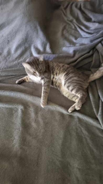 Motan maidanez de adoptie