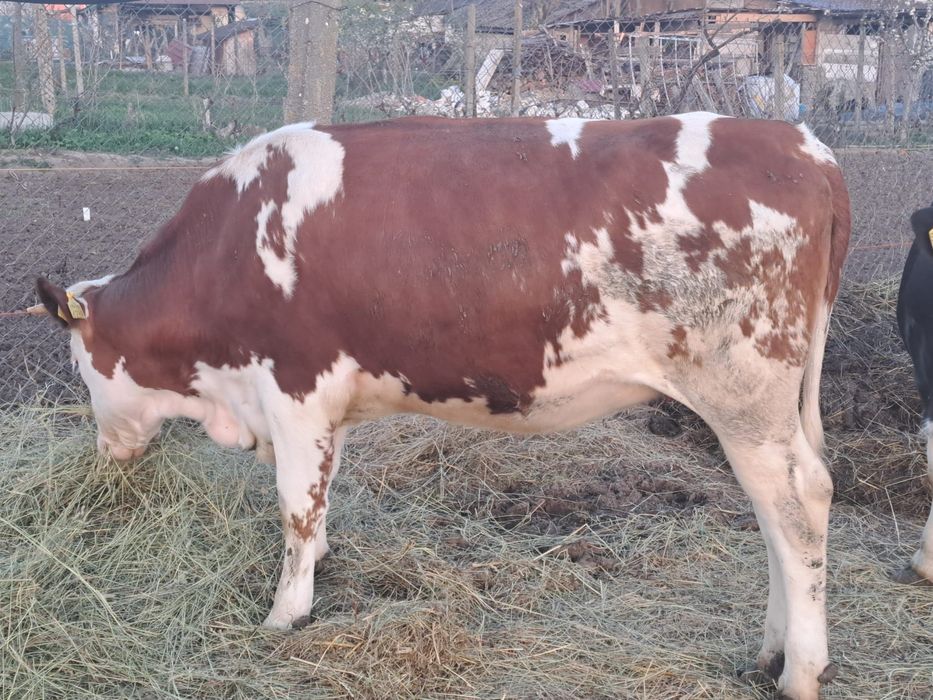 Vând juninci bune de prăsâlă!!! Detalii la telefon 0749920988