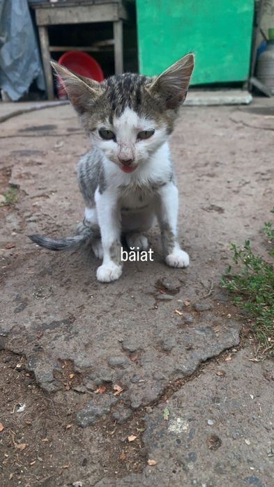 Pisoiași pentru adopție