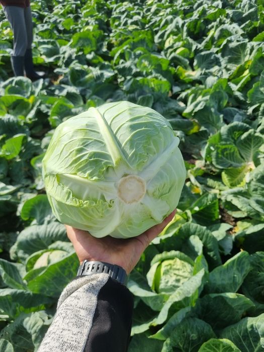 Varza Soiul Landini F1 ‼️Angro‼️