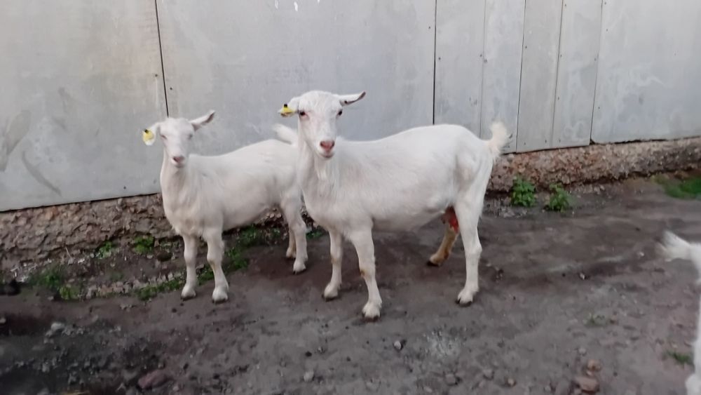 Продам дойную козу и козочку