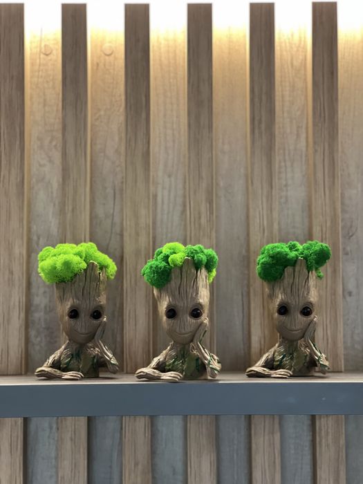 Decoratiuni din licheni, brad de Craciun, bonsai, tablouri, etc