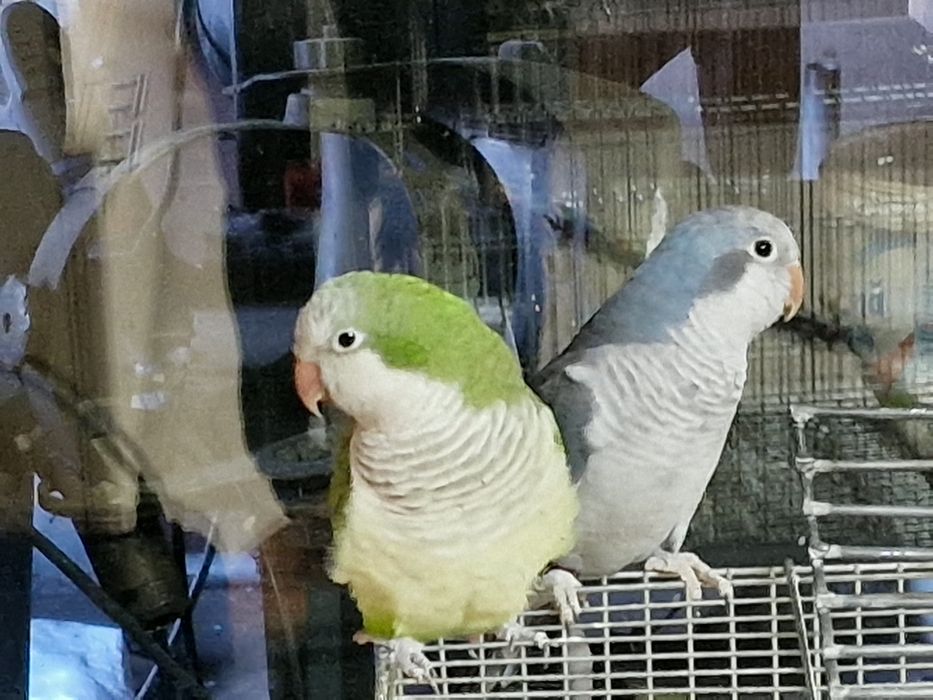 Papagal pui călugăr