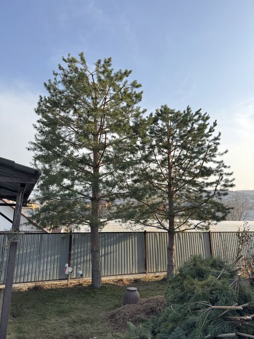 Профессиональная стрижка туй, сосен, елок и др