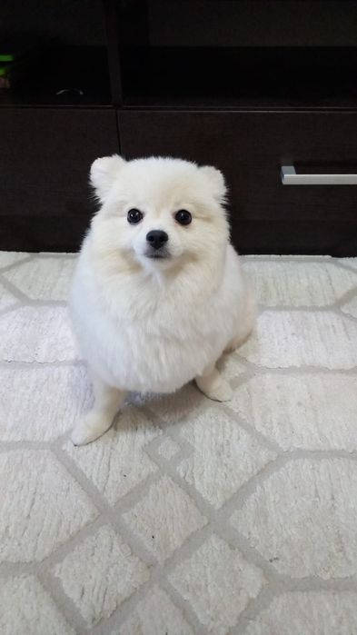 Померанский Шпиц