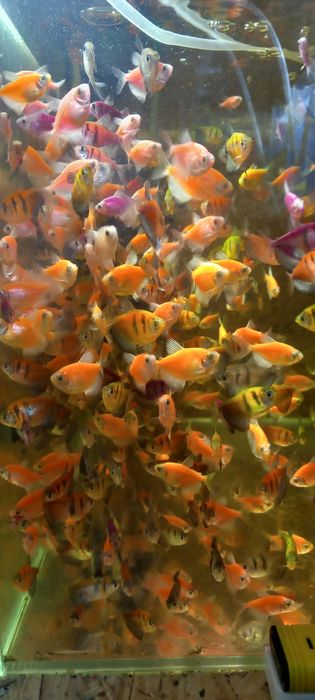 Тернеция разноцветная