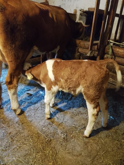 Vacă de vânzare la prima fătare