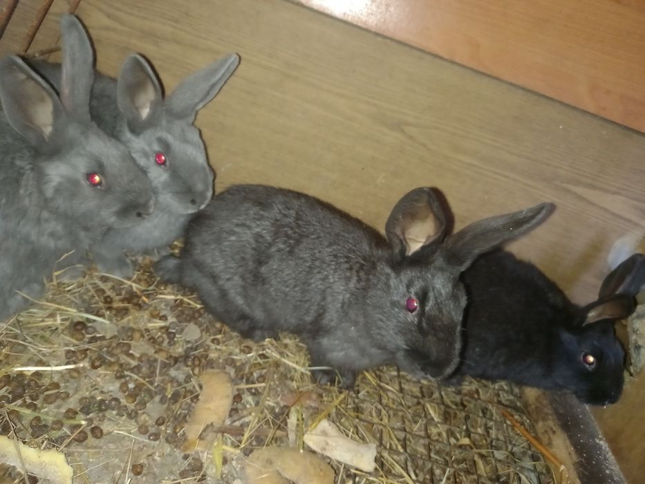 Кролики крол кролиха