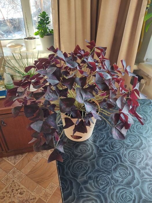 Домашние цветы комнатные