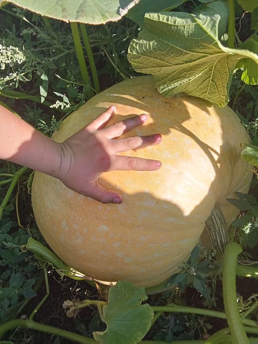 Таква домашняя большая