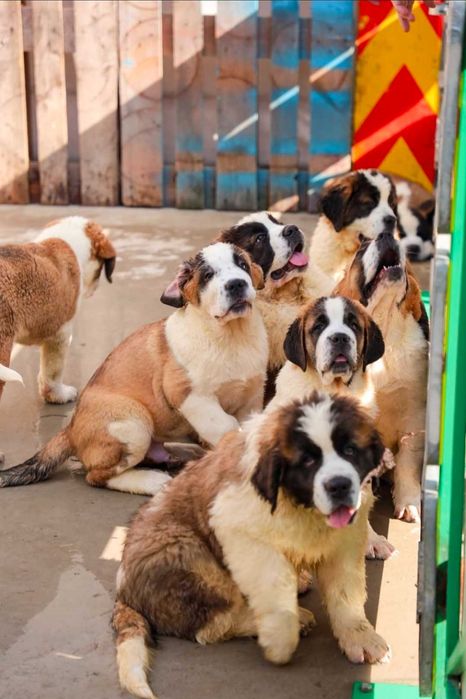 Saint Bernand 3 luni