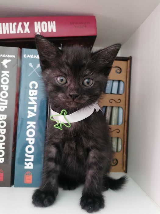 Британские котята в добрые руки.