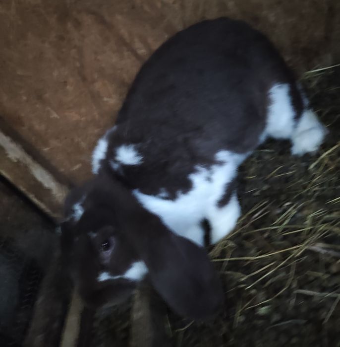 Masculi disponibili de 7 luni urgent
