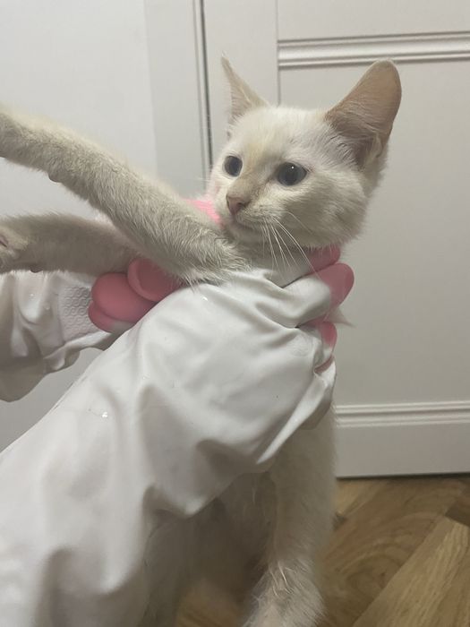 Котенок мальчик(тайский)