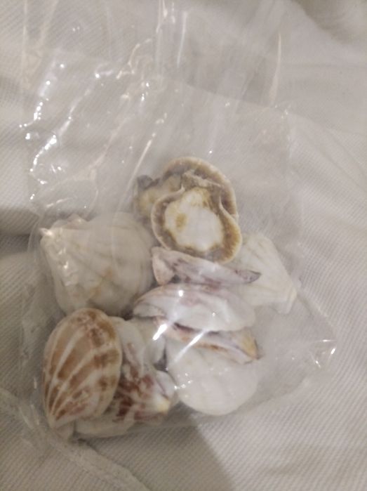 Ракушки для аквариума
