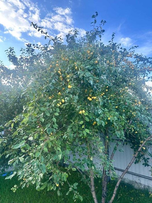 Продам дачу. С/Т Вишенка