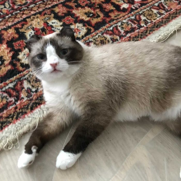 Ищем кошечке дом и ответственных хозяев