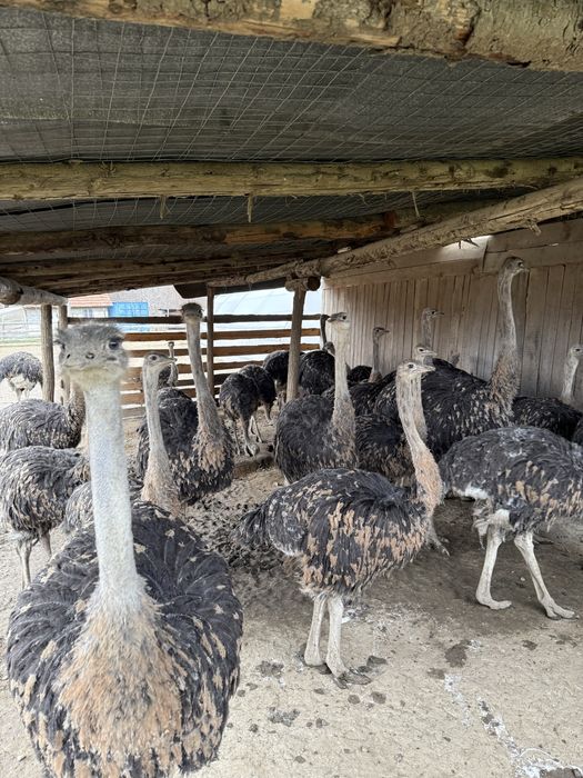 Struti cu varsta intre 4-6 luni