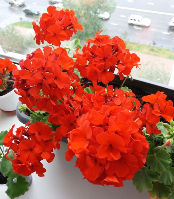 Продам герань пеларгонию