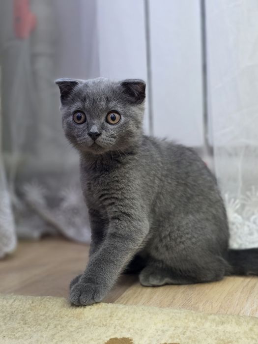 Шотландский вислоухий