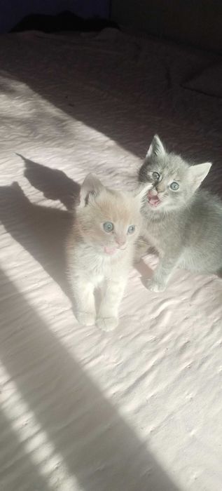 pisici mici adoptii
