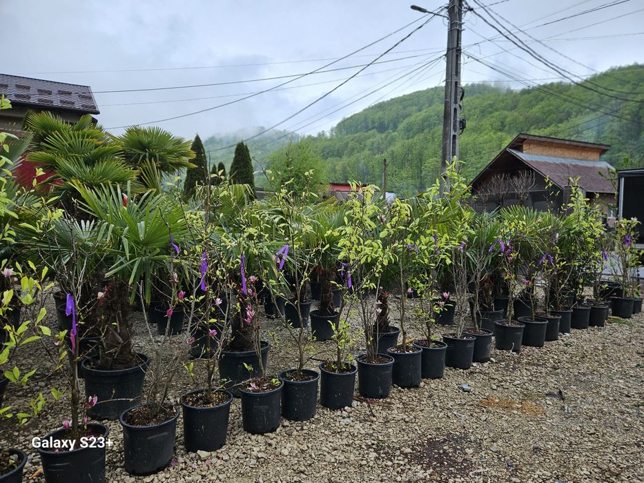 Magnolie tufa, de mai multe dimensiuni