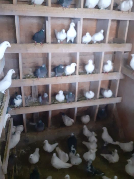 De vanzare porumbei voiajori