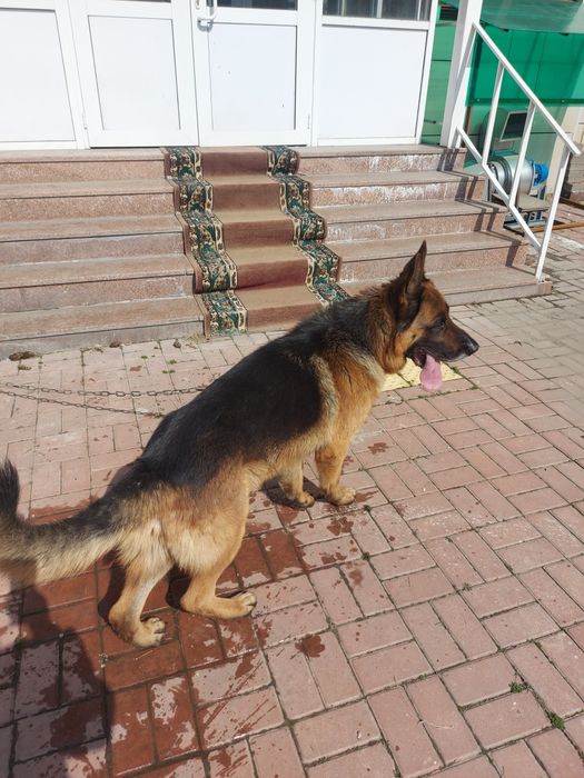 Продам немецкую овчарку