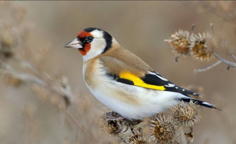 Сауе черный пепил