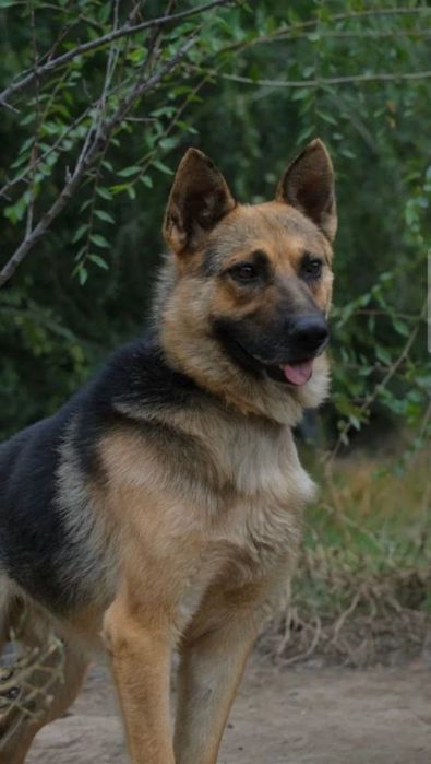 Ждём старых или более ответственных новых хозяев