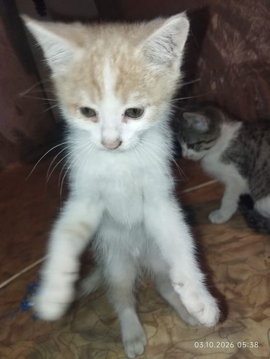 Отдам котенка девочка 2 мес
