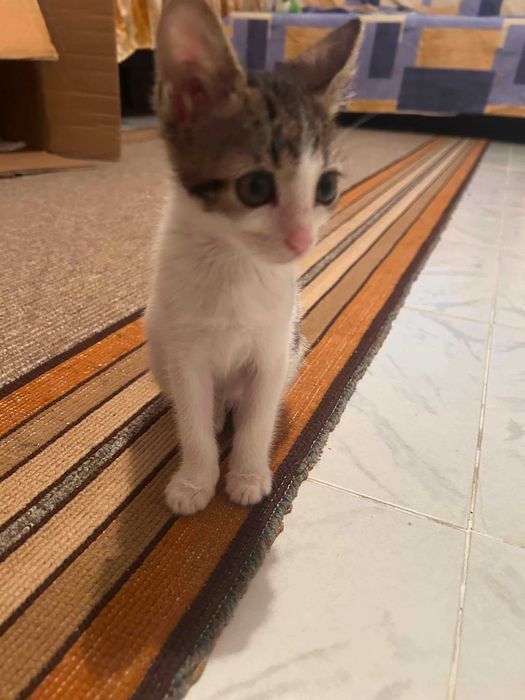 Подаряват се две женски котета