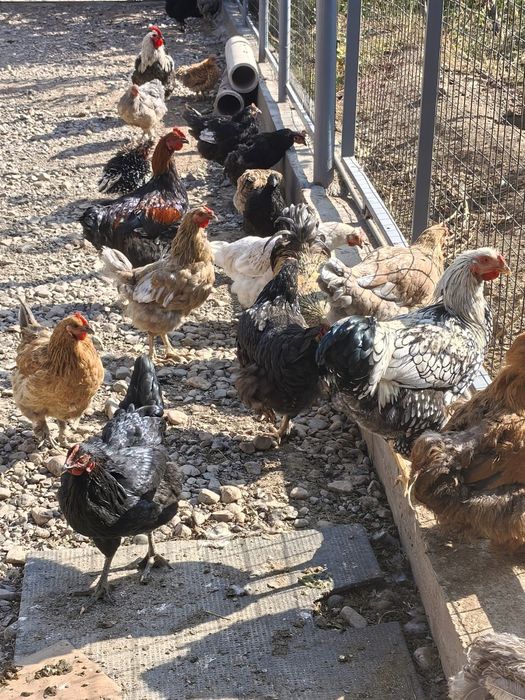 Продам  домашних Кур   Петухов
