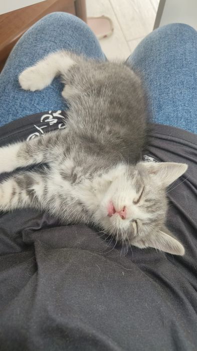 Отдам котенка в добрые руки