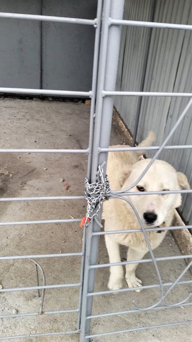 Продам щенка пародистого ТОБЕТА