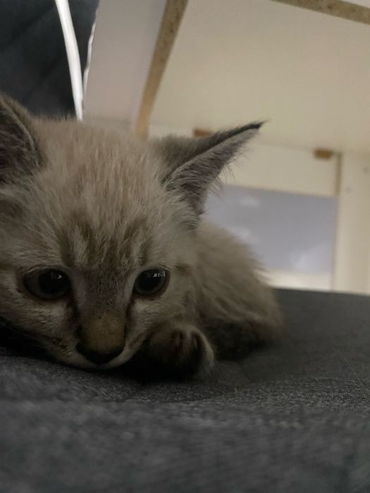 Ласковый котёнок ищет новый дом