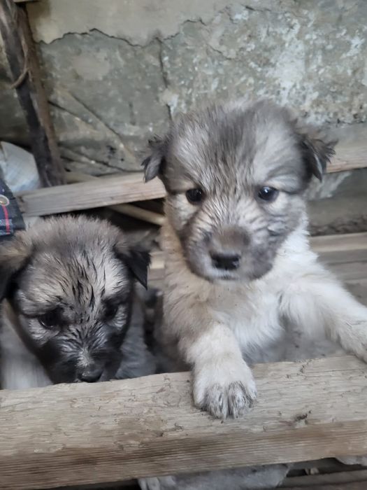 Отдам в хорошие руки