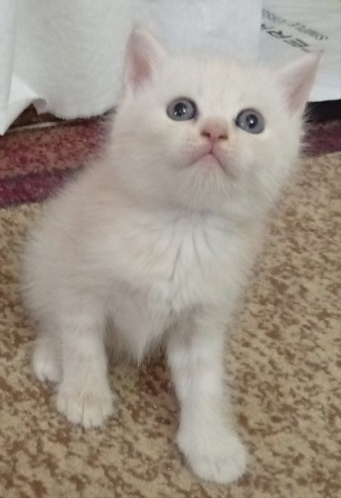 Срочно!Британские котята