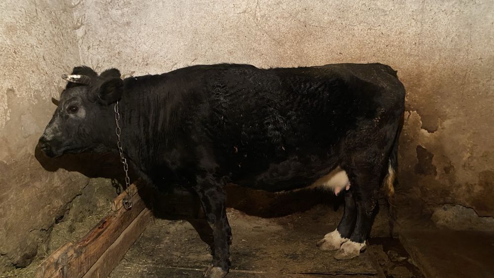 Жаксы сиыр сатылады