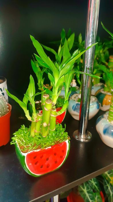 KAMELYA gulimiz aksiyada 79.000