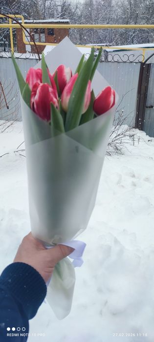 Голландские тюльпаны к 8 Марта!