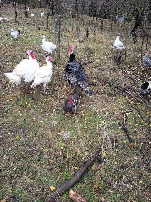 Curcani rasa de carne