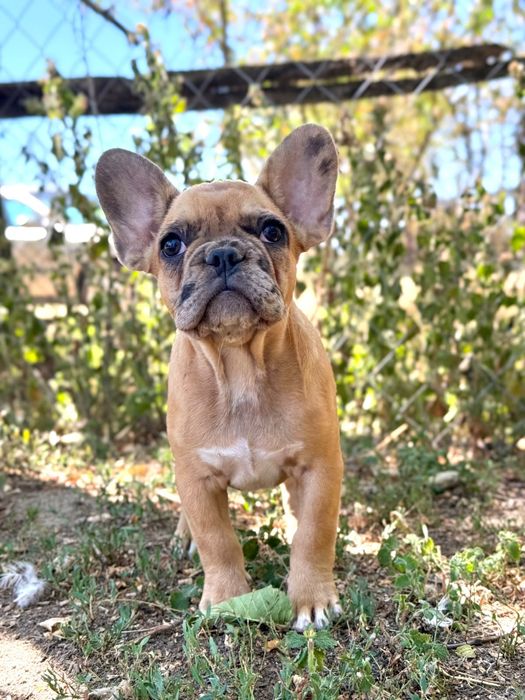 bulldog francez merle